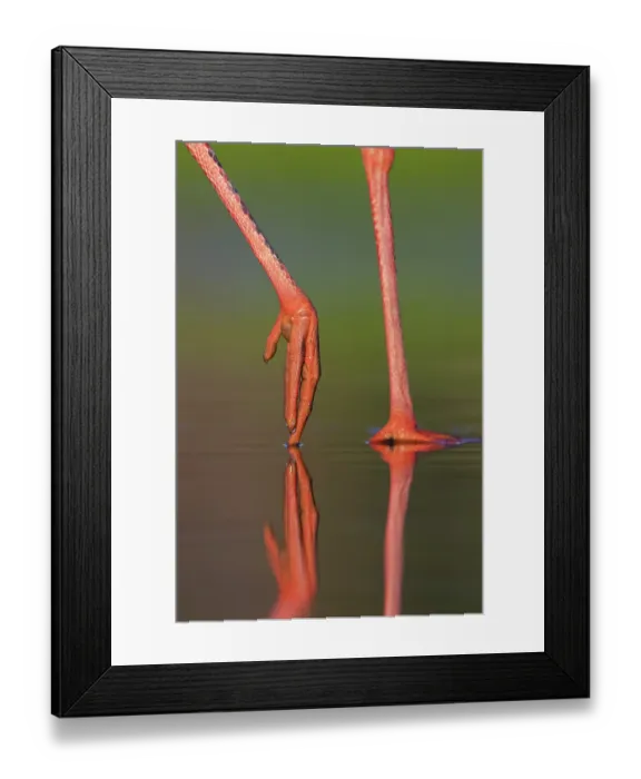 Framed Print : White stork (Ciconia ciconia) legs detail, Pusztaszer, Kiskunsagi National Park, Hungary. May Framed Print : White stork (Ciconia ciconia) legs detail, Pusztaszer, Kiskunsagi National Park, Hungary. May