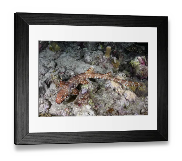Framed Print : Hooded carpetshark (Hemiscyllium strahani) resting on reef, Madang, Papua New Guinea, Bismarck Sea