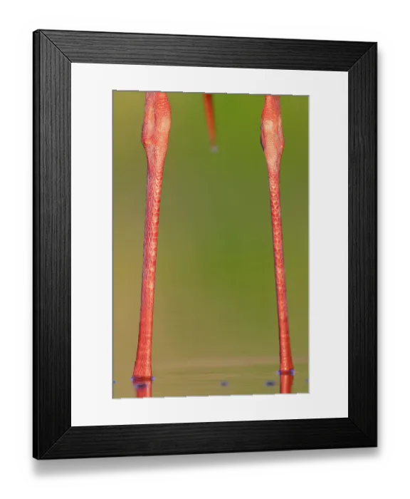 Framed Print : White stork (Ciconia ciconia) legs detail, Pusztaszer, Kiskunsagi National Park, Hungary. May Framed Print : White stork (Ciconia ciconia) legs detail, Pusztaszer, Kiskunsagi National Park, Hungary. May