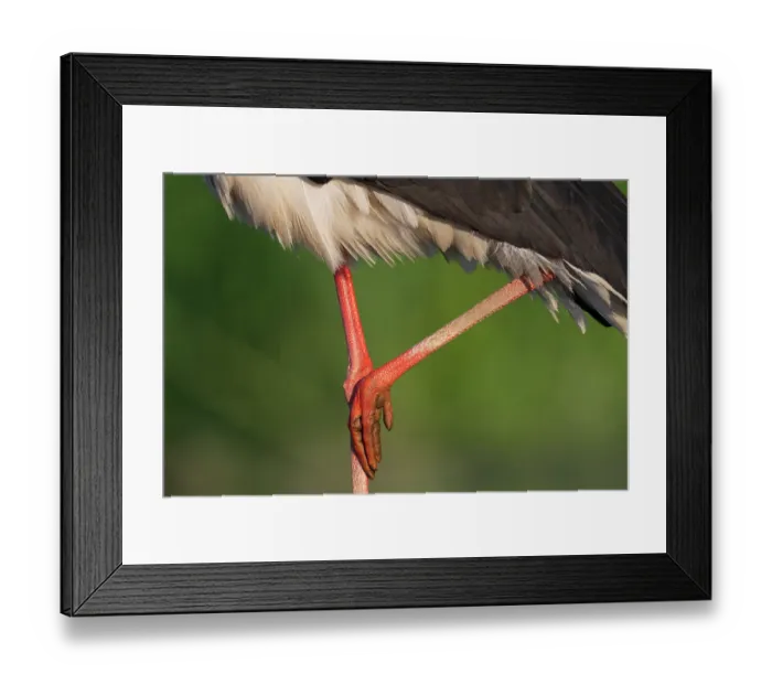 Framed Print : Black stork (Ciconia nigra) legs detail, Pusztaszer, Kiskunsagi National Park, Hungary. May Framed Print : Black stork (Ciconia nigra) legs detail, Pusztaszer, Kiskunsagi National Park, Hungary. May