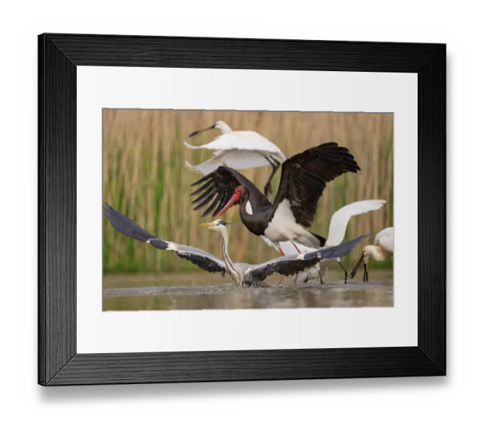 Framed Print : RF - Black stork (Ciconia nigra) chasing off a Grey heron (Ardea cinerea) with group of Eurasian spoonbills (Platalea leucorodia) in background, Pusztaszer Framed Print : RF - Black stork (Ciconia nigra) chasing off a Grey heron (Ardea cinerea) with group of Eurasian spoonbills (Platalea leucorodia) in background, Pusztaszer