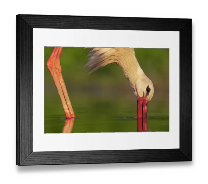 Framed Print : White stork (Ciconia ciconia) fishing in shallow water, Pusztaszer, Kiskunsagi National Park, Hungary. May Framed Print : White stork (Ciconia ciconia) fishing in shallow water, Pusztaszer, Kiskunsagi National Park, Hungary. May