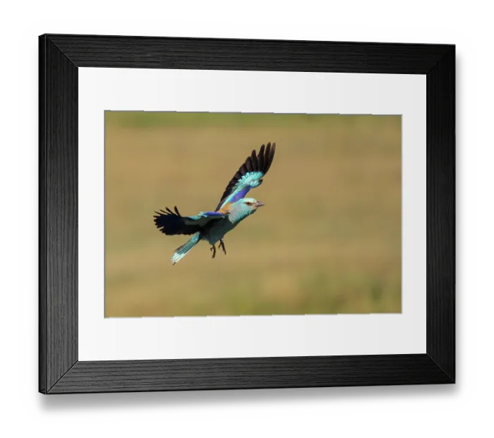 Framed Print : RF - European roller (Coracias garrulus) in flight, Pusztaszer, Kiskunsagi National Park, Hungary. May. (This image may be licensed either as rights managed or royalty free.) Framed Print : RF - European roller (Coracias garrulus) in flight, Pusztaszer, Kiskunsagi National Park, Hungary. May. (This image may be licensed either as rights managed or royalty free.)