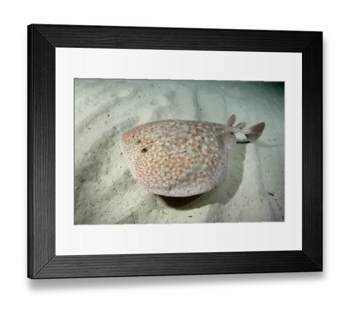 Framed Print : Marbled torpedo ray (Torpedo marmorata) swimming over sandy seabed, Playa La Granadella, Spain, Mediterranean Sea Framed Print : Marbled torpedo ray (Torpedo marmorata) swimming over sandy seabed, Playa La Granadella, Spain, Mediterranean Sea