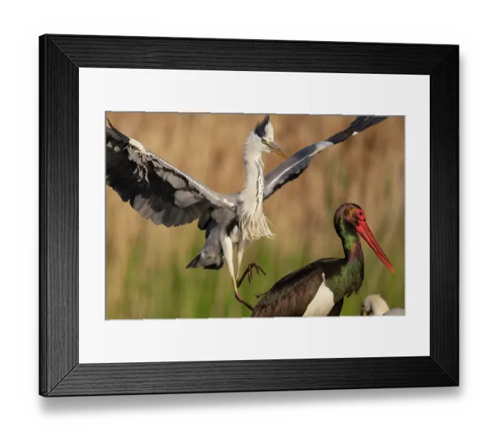 Framed Print : RF - Grey heron (Ardea cinerea) attacking a Black stork (Ciconia nigra), Pusztaszer, Kiskunsagi National Park, Hungary. May Framed Print : RF - Grey heron (Ardea cinerea) attacking a Black stork (Ciconia nigra), Pusztaszer, Kiskunsagi National Park, Hungary. May