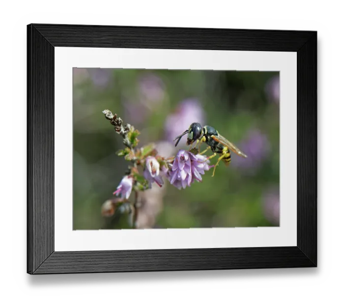 Framed Print : European beewolf (Philanthus triangulum) male, resting on Heather (Calluna vulgaris) flowers, Dorset, England, UK. September Framed Print : European beewolf (Philanthus triangulum) male, resting on Heather (Calluna vulgaris) flowers, Dorset, England, UK. September