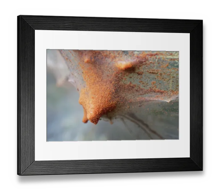 Framed Print : Gorse spider mites (Tetranychus lintearius) dense group massing on their silk tent on Gorse (Ulex europaeus) bush, gathering to disperse on a warm day, Dorset, England, UK Framed Print : Gorse spider mites (Tetranychus lintearius) dense group massing on their silk tent on Gorse (Ulex europaeus) bush, gathering to disperse on a warm day, Dorset, England, UK