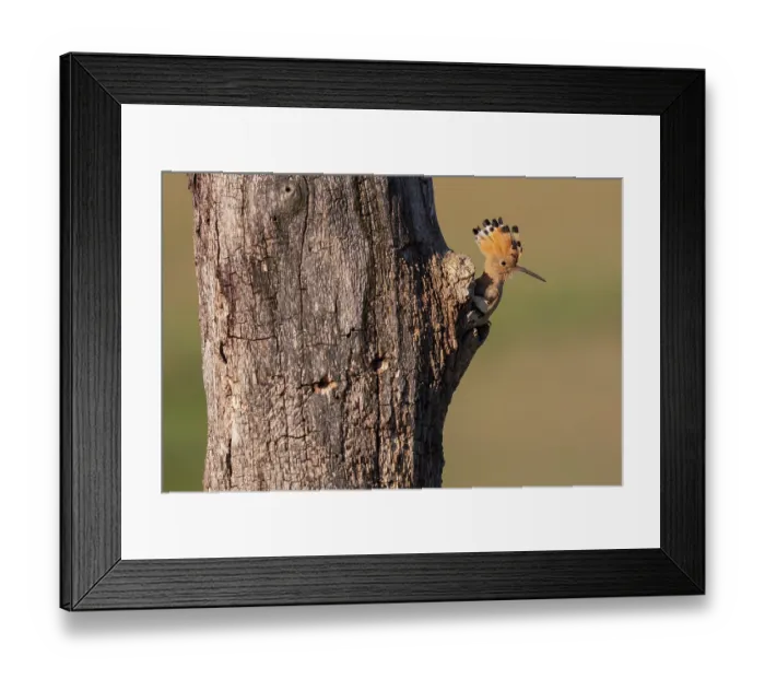 Framed Print : Eurasian hoopoe (Upupa epops) peering out from nest hole in tree trunk, Pusztaszer, Kiskunsagi National Park, Hungary. May Framed Print : Eurasian hoopoe (Upupa epops) peering out from nest hole in tree trunk, Pusztaszer, Kiskunsagi National Park, Hungary. May