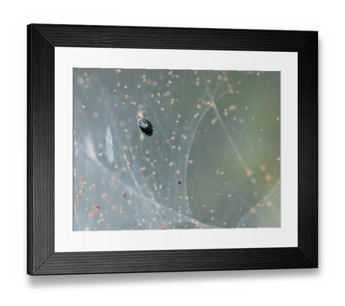 Framed Print : Dot ladybird (Stethorus pusillus) hunting Gorse spider mite (Tetranychus lintearius) prey, walking on the silken tent covering a Gorse bush, Dorset, England, UK. September Framed Print : Dot ladybird (Stethorus pusillus) hunting Gorse spider mite (Tetranychus lintearius) prey, walking on the silken tent covering a Gorse bush, Dorset, England, UK. September