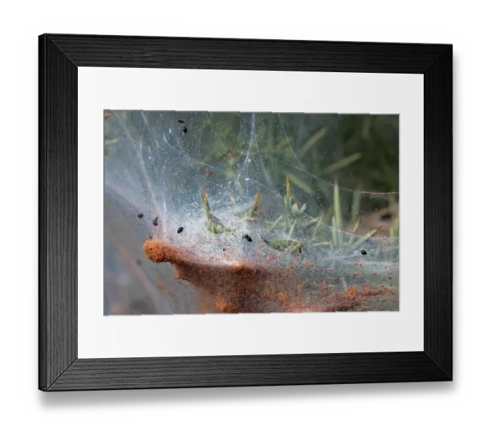Framed Print : Dot ladybirds (Stethorus pusillus) feeding on Gorse spider mites (Tetranychus lintearius) as they gather in large numbers on their silken tent on a Gorse (Ulex europaeus) bush