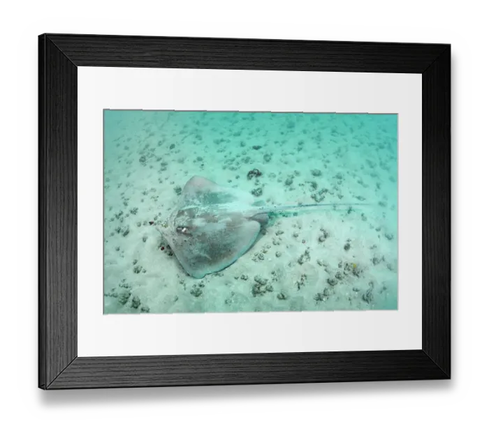 Framed Print : Longnose stingray (Hypanus guttatus) resting on sandy seabed, Natal, Brazil, southwestern Atlantic Ocean Framed Print : Longnose stingray (Hypanus guttatus) resting on sandy seabed, Natal, Brazil, southwestern Atlantic Ocean