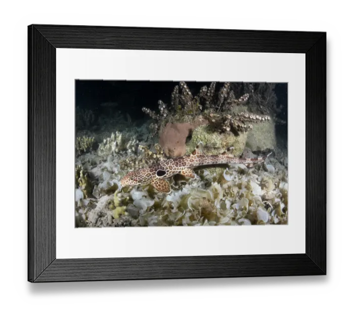 Framed Print : Leopard epaulette shark (Hemiscyllium michaeli) camouflaged on seabed, Tufi, Papua New Guinea, Southwest Pacific Ocean Framed Print : Leopard epaulette shark (Hemiscyllium michaeli) camouflaged on seabed, Tufi, Papua New Guinea, Southwest Pacific Ocean