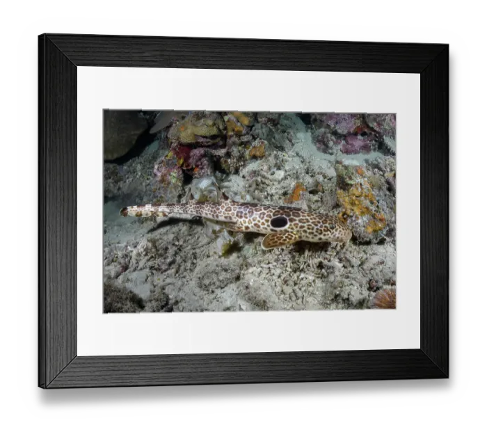 Framed Print : Leopard epaulette shark (Hemiscyllium michaeli) camouflaged on seabed, Tufi, Papua New Guinea, Southwest Pacific Ocean Framed Print : Leopard epaulette shark (Hemiscyllium michaeli) camouflaged on seabed, Tufi, Papua New Guinea, Southwest Pacific Ocean