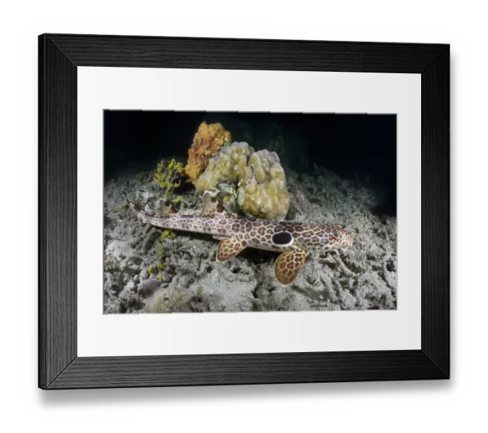 Framed Print : Leopard epaulette shark (Hemiscyllium michaeli) camouflaged on seabed, Tufi, Papua New Guinea, Southwest Pacific Ocean Framed Print : Leopard epaulette shark (Hemiscyllium michaeli) camouflaged on seabed, Tufi, Papua New Guinea, Southwest Pacific Ocean