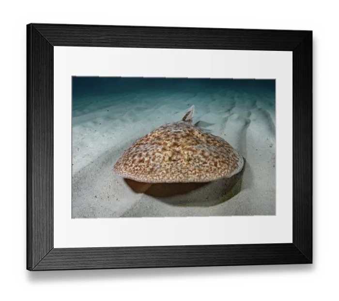 Framed Print : Marbled torpedo ray (Torpedo marmorata) swimming over sandy seabed, Playa La Granadella, Spain, Mediterranean Sea Framed Print : Marbled torpedo ray (Torpedo marmorata) swimming over sandy seabed, Playa La Granadella, Spain, Mediterranean Sea