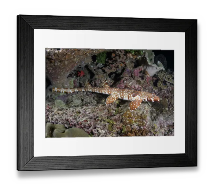 Framed Print : Hooded carpetshark (Hemiscyllium strahani) resting on reef, Madang, Papua New Guinea, Bismarck Sea Framed Print : Hooded carpetshark (Hemiscyllium strahani) resting on reef, Madang, Papua New Guinea, Bismarck Sea
