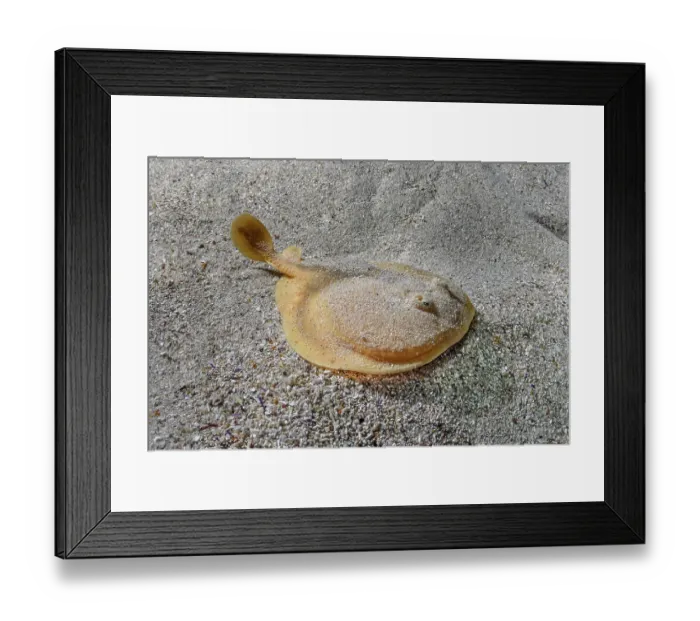 Framed Print : Onefin electric ray (Narke capensis) resting on sandy seabed, Millers Point, False Bay, South Africa, Atlantic Ocean