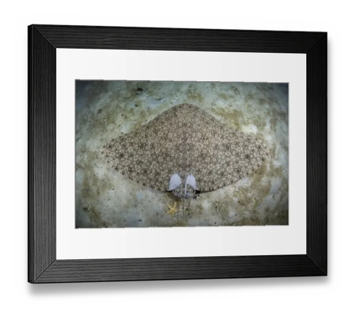 Framed Print : Backwater butterfly ray (Gymnura natalensis) resting on sandy seabed, False Bay, South Africa, Atlantic Ocean Framed Print : Backwater butterfly ray (Gymnura natalensis) resting on sandy seabed, False Bay, South Africa, Atlantic Ocean