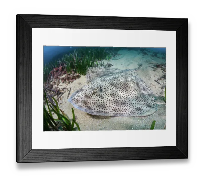 Framed Print : Blonde skate (Raja brachyura) resting on sandy seabed, Tossa De Mar, Spain, Mediterranean Sea