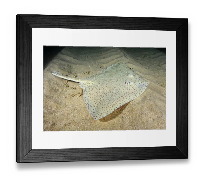 Framed Print : Blonde skate (Raja brachyura) resting on sandy seabed, Tossa De Mar, Spain, Mediterranean Sea Framed Print : Blonde skate (Raja brachyura) resting on sandy seabed, Tossa De Mar, Spain, Mediterranean Sea