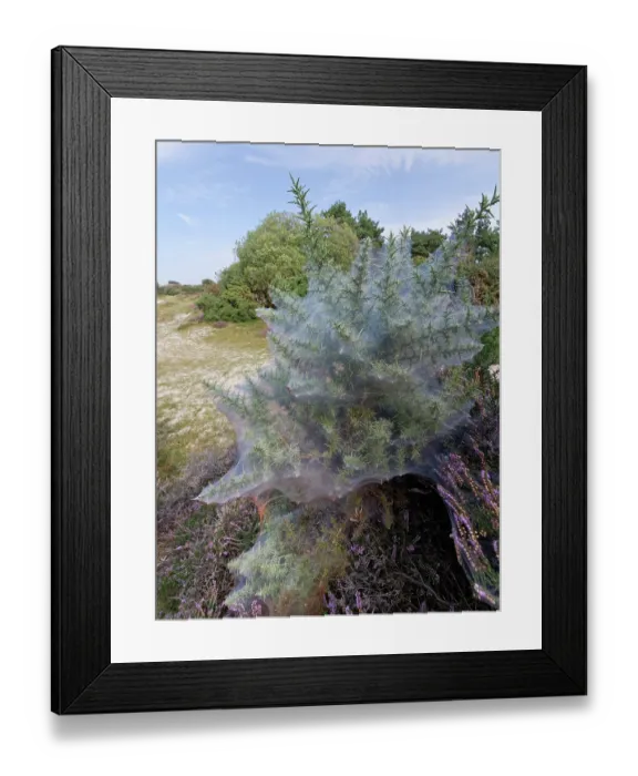 Framed Print : Gorse spider mite (Tetranychus lintearius) silk web covering a Common gorse (Ulex europaeus) bush on heathland, Dorset, England, UK. September Framed Print : Gorse spider mite (Tetranychus lintearius) silk web covering a Common gorse (Ulex europaeus) bush on heathland, Dorset, England, UK. September
