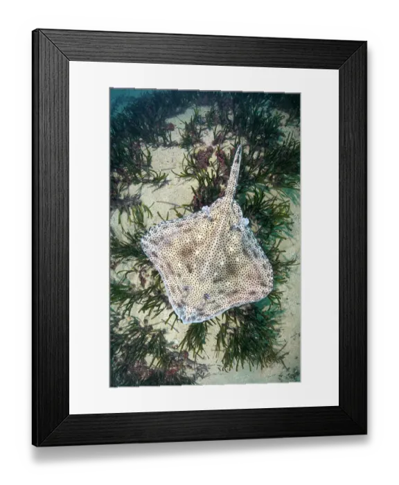 Framed Print : Blonde skate (Raja brachyura) resting on sandy seabed, Tossa De Mar, Spain, Mediterranean Sea
