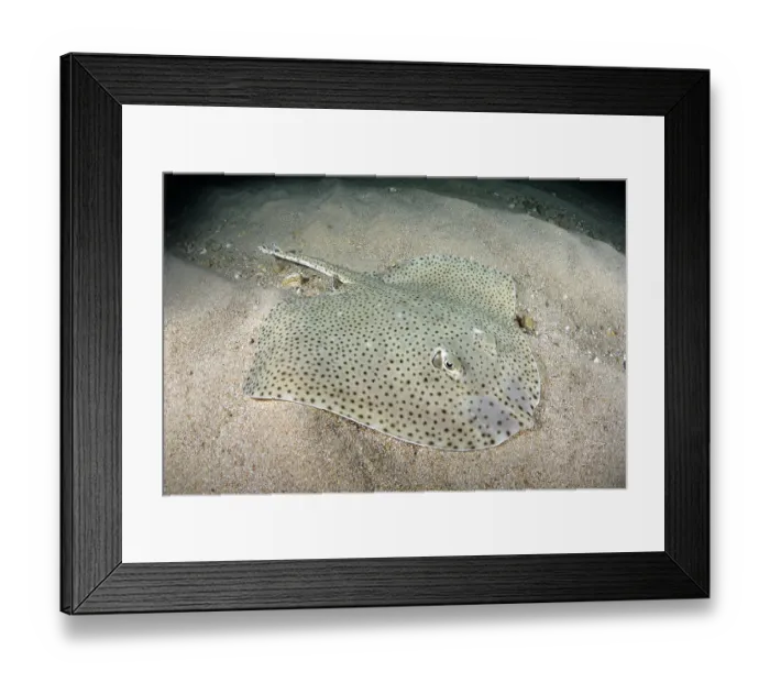 Framed Print : Blonde skate (Raja brachyura) resting on sandy seabed, Tossa De Mar, Spain, Mediterranean Sea Framed Print : Blonde skate (Raja brachyura) resting on sandy seabed, Tossa De Mar, Spain, Mediterranean Sea