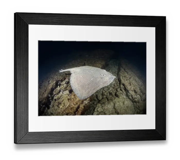 Framed Print : Blonde skate (Raja brachyura) swimming over seabed at night, Tossa De Mar, Spain, Mediterranean Sea Framed Print : Blonde skate (Raja brachyura) swimming over seabed at night, Tossa De Mar, Spain, Mediterranean Sea