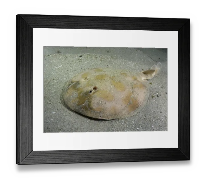 Framed Print : Brazilian electric ray (Narcine brasiliensis) resting on sandy seabed, Buzios, Brazil, southwest Atlantic Ocean Framed Print : Brazilian electric ray (Narcine brasiliensis) resting on sandy seabed, Buzios, Brazil, southwest Atlantic Ocean