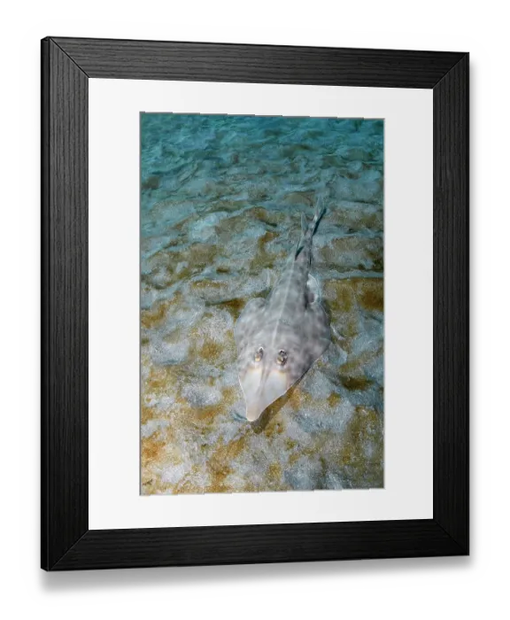 Framed Print : Bottlenose guitarfish (Rhinobatos schlegelii) resting on seabed, Chiba Prefecture, Honshu, Japan, North Pacific Ocean Framed Print : Bottlenose guitarfish (Rhinobatos schlegelii) resting on seabed, Chiba Prefecture, Honshu, Japan, North Pacific Ocean