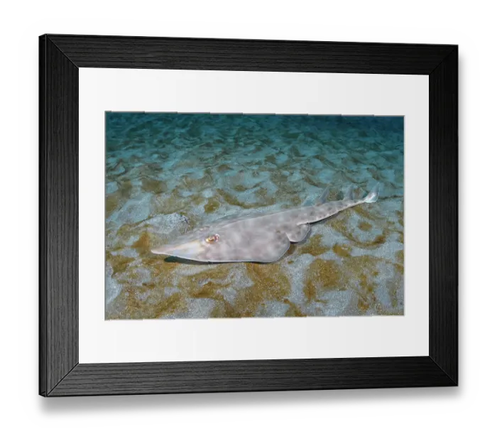Framed Print : Bottlenose guitarfish (Rhinobatos schlegelii) resting on seabed, Chiba Prefecture, Honshu, Japan, North Pacific Ocean Framed Print : Bottlenose guitarfish (Rhinobatos schlegelii) resting on seabed, Chiba Prefecture, Honshu, Japan, North Pacific Ocean