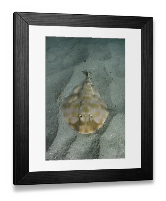 Framed Print : Brazilian electric ray (Narcine brasiliensis) resting on sandy seabed, Buzios, Brazil, southwest Atlantic Ocean Framed Print : Brazilian electric ray (Narcine brasiliensis) resting on sandy seabed, Buzios, Brazil, southwest Atlantic Ocean