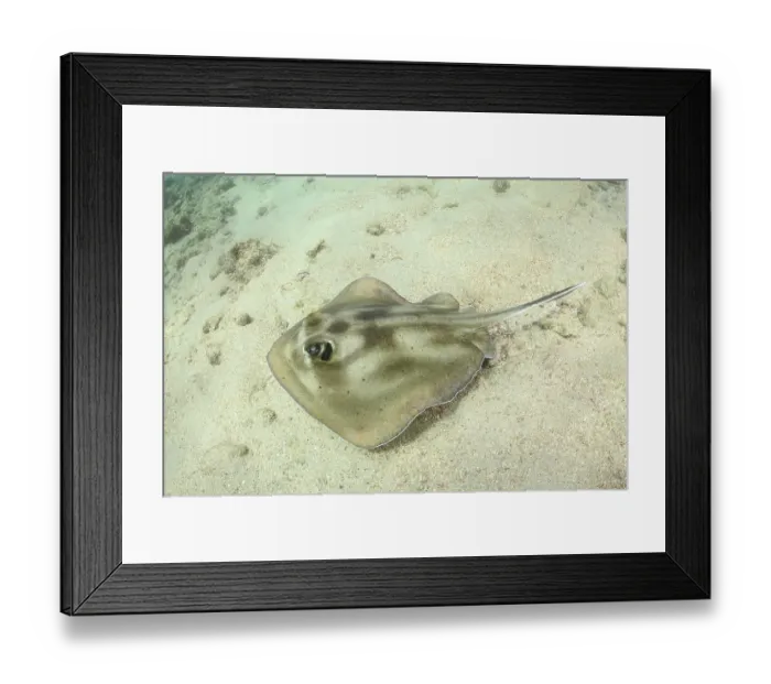 Framed Print : Brazilian large-eyed stingray (Hypanus marianae) swimming over seabed, Natal, Brazil, western Atlantic Ocean. Endangered Framed Print : Brazilian large-eyed stingray (Hypanus marianae) swimming over seabed, Natal, Brazil, western Atlantic Ocean. Endangered