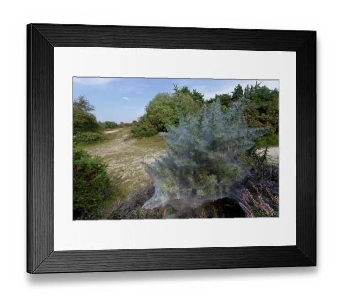 Framed Print : Gorse spider mite (Tetranychus lintearius) silk web covering a Common gorse (Ulex europaeus) bush on heathland, Dorset, England, UK. September Framed Print : Gorse spider mite (Tetranychus lintearius) silk web covering a Common gorse (Ulex europaeus) bush on heathland, Dorset, England, UK. September
