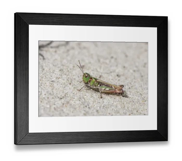 Framed Print : Mottled grasshopper (Myrmeleotettix maculatus) green form, resting on sandy heathland, Dorset, England, UK. September Framed Print : Mottled grasshopper (Myrmeleotettix maculatus) green form, resting on sandy heathland, Dorset, England, UK. September