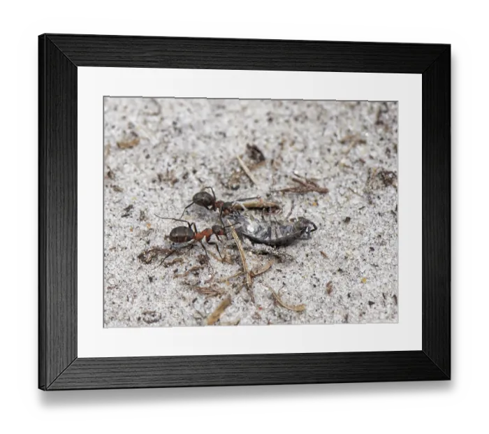 Framed Print : Two Wood ants (Formica rufa) female workers, dragging Common woodlouse (Oniscus asellus) prey back to their nest in sandy heathland, Dorset, England, UK. September