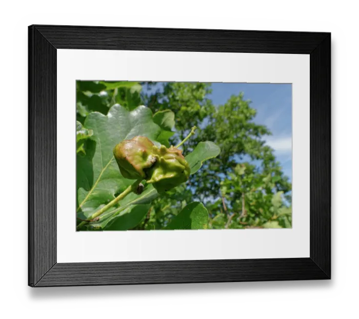 Framed Print : Knopper galls caused by the Knopper gall wasp (Andricus quercuscalicis) on a Pedunculate oak (Quercus robur) acorn, Wiltshire, England, UK. September