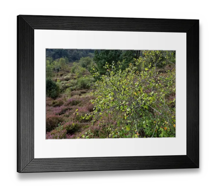 Framed Print : Alder buckthorn (Frangula alnus) small tree with ripening and ripe berry clusters on damp heathland, Devon, England, UK. September Framed Print : Alder buckthorn (Frangula alnus) small tree with ripening and ripe berry clusters on damp heathland, Devon, England, UK. September