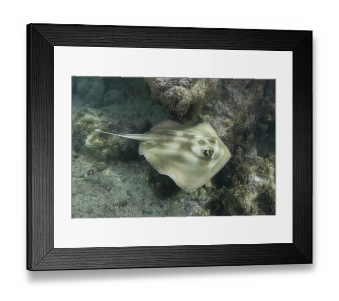 Framed Print : Brazilian large-eyed stingray (Hypanus marianae) swimming over seabed, Natal, Brazil, western Atlantic Ocean. Endangered Framed Print : Brazilian large-eyed stingray (Hypanus marianae) swimming over seabed, Natal, Brazil, western Atlantic Ocean. Endangered