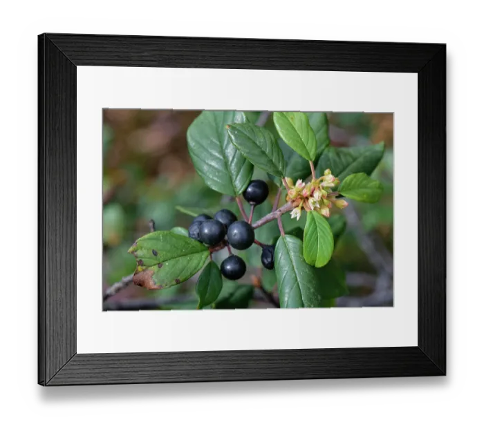 Framed Print : Alder buckthorn (Frangula alnus) flowers and ripe berry cluster on a small tree on damp heathland, Devon, England, UK. September Framed Print : Alder buckthorn (Frangula alnus) flowers and ripe berry cluster on a small tree on damp heathland, Devon, England, UK. September