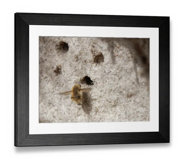 Framed Print : Heath bee fly (Bombylius minor) hovering near nest burrows of host bees (Colletes sp.) in a sandy heathland bank, Dorset, England, UK. September