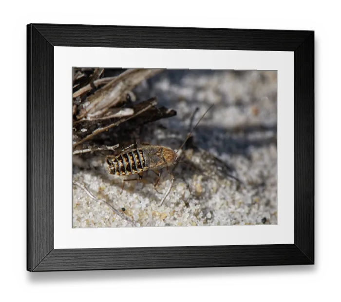 Framed Print : Lesser cockroach (Ectobius panzeri) female with vestigial wings, walking on sandy heathland, Dorset, England, UK. August Framed Print : Lesser cockroach (Ectobius panzeri) female with vestigial wings, walking on sandy heathland, Dorset, England, UK. August