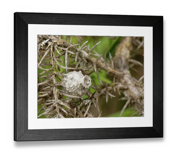 Framed Print : Clay nest built by a Heath potter wasp (Eumenes coarctatus), sealed after being stocked with moth caterpillars for a developing larva, attached to a Gorse (Ulex sp.) bush, Devon Framed Print : Clay nest built by a Heath potter wasp (Eumenes coarctatus), sealed after being stocked with moth caterpillars for a developing larva, attached to a Gorse (Ulex sp.) bush, Devon