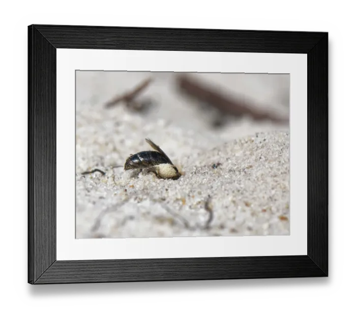 Framed Print : Small sandpit mining bee (Andrena argentata) female burrowing into its nest in a loose sandy area of heathland with well loaded pollen brushes on its hind legs, Dorset, England Framed Print : Small sandpit mining bee (Andrena argentata) female burrowing into its nest in a loose sandy area of heathland with well loaded pollen brushes on its hind legs, Dorset, England