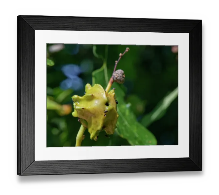 Framed Print : Knopper gall caused by the Knopper gall wasp (Andricus quercuscalicis) on a Pedunculate oak (Quercus robur) acorn, Wiltshire, England, UK. September Framed Print : Knopper gall caused by the Knopper gall wasp (Andricus quercuscalicis) on a Pedunculate oak (Quercus robur) acorn, Wiltshire, England, UK. September