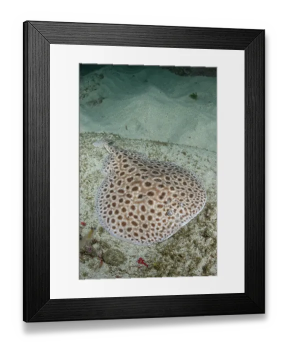 Framed Print : Brownspotted torpedo ray (Torpedo sp.) undescribed species, swimming over sandy seabed, Meoune Reef, Dakar, Senegal, Eastern Atlantic Ocean Framed Print : Brownspotted torpedo ray (Torpedo sp.) undescribed species, swimming over sandy seabed, Meoune Reef, Dakar, Senegal, Eastern Atlantic Ocean