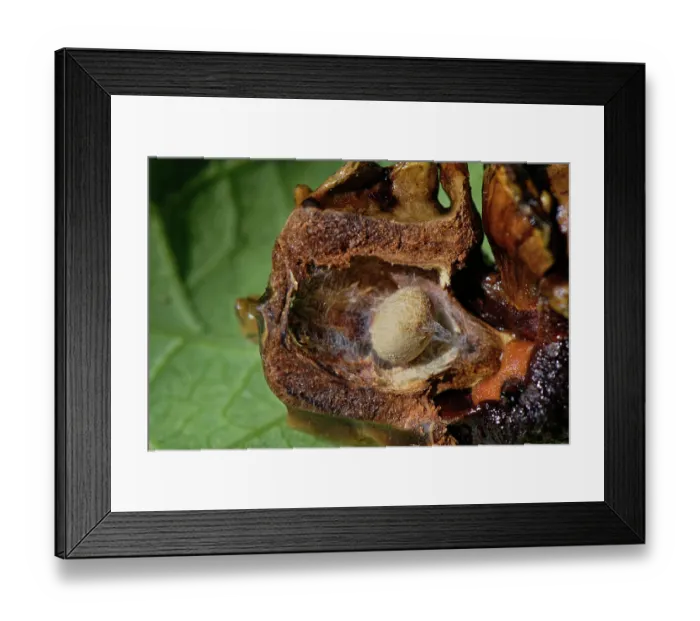 Framed Print : Knopper gall interior with Knopper gall wasp (Andricus quercuscalicis) cocoon inside Pedunculate oak (Quercus robur) acorn, Wiltshire, England, UK. September Framed Print : Knopper gall interior with Knopper gall wasp (Andricus quercuscalicis) cocoon inside Pedunculate oak (Quercus robur) acorn, Wiltshire, England, UK. September