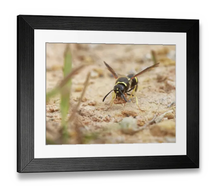 Framed Print : Heath potter wasp (Eumenes coarctatus) female, gathering a ball of clay with her jaws to use as nesting material, Devon, England, UK. September Framed Print : Heath potter wasp (Eumenes coarctatus) female, gathering a ball of clay with her jaws to use as nesting material, Devon, England, UK. September