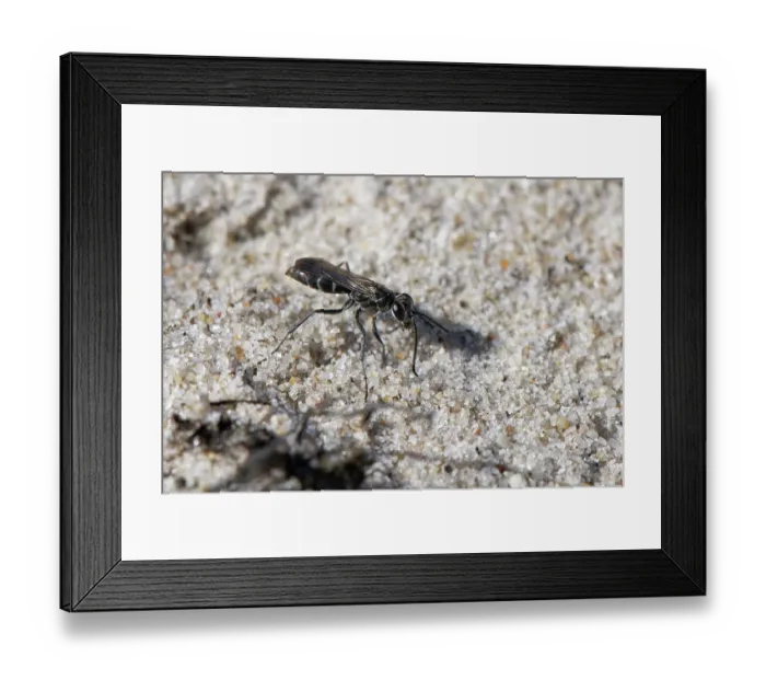 Framed Print : Leaden spider wasp (Pompilus cinereus) female, hunting spider prey on sandy heathland, Dorset, England, UK. August Framed Print : Leaden spider wasp (Pompilus cinereus) female, hunting spider prey on sandy heathland, Dorset, England, UK. August
