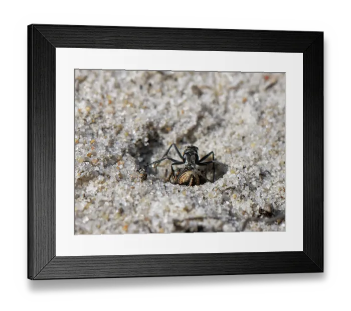 Framed Print : Leaden spider wasp (Pompilus cinereus) female, burying male Jumping spider (Aelurillus v-insignitus) prey in sandy heathland, Dorset, England, UK. August Framed Print : Leaden spider wasp (Pompilus cinereus) female, burying male Jumping spider (Aelurillus v-insignitus) prey in sandy heathland, Dorset, England, UK. August
